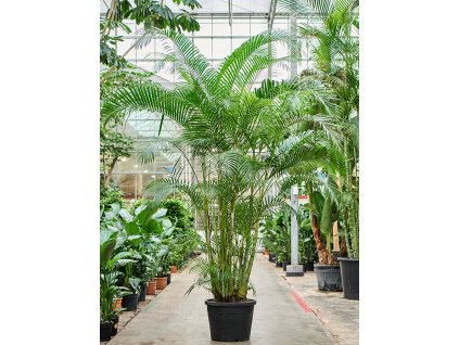 Dypsis (Areca) lutescens V300cm
