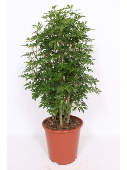 Schefflera arboricola 'Luseana' V110cm