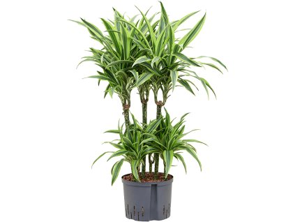 Dracaena fragrans 'Lemon Lime' V100cm