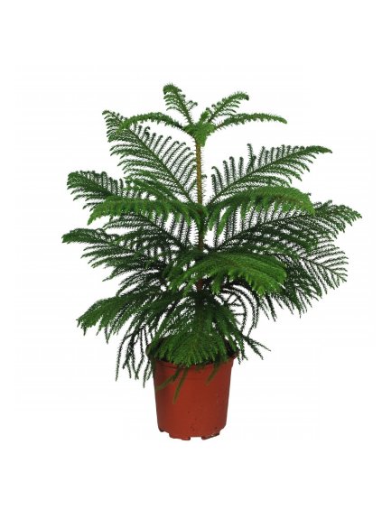 Araucaria heterophylla V65cm