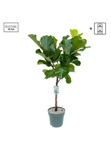 Ficus lyrata V150cm