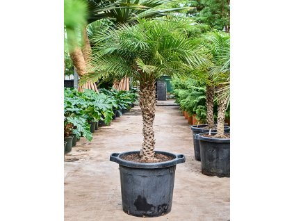 Phoenix roebelenii (140-170) V155cm