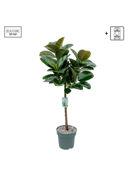Ficus Makana V130cm