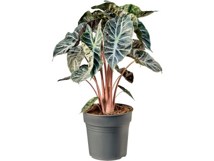 Alocasia pink dragon V80cm