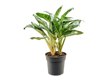 Aglaonema 'Amazon Silver' V50cm