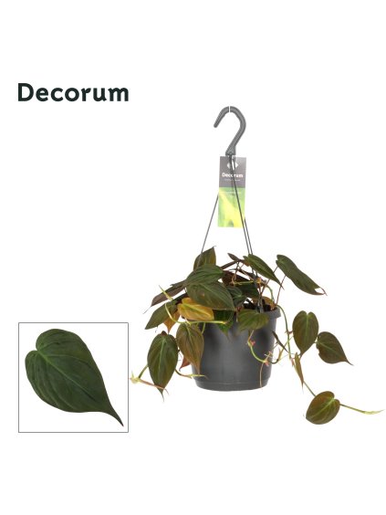 Philodendron scandens subsp. micansD