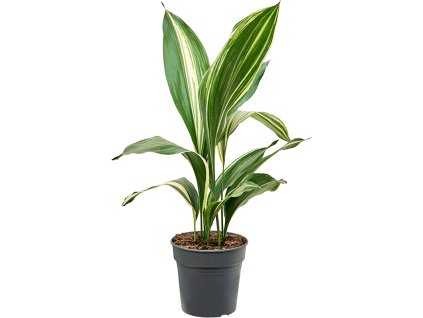 Aspidistra elatior variegata V80cm