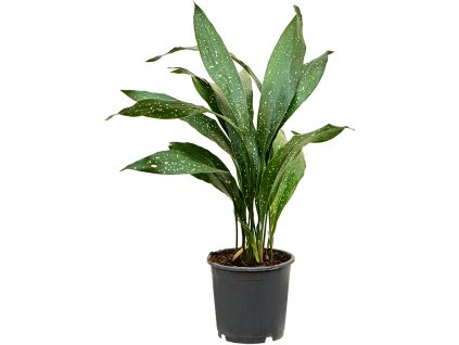 Aspidistra elatior 'milky way' V50cm