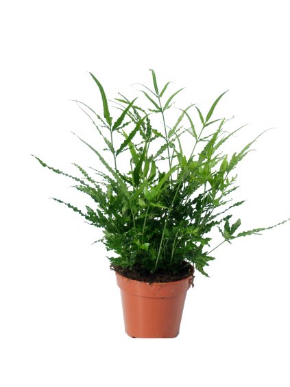 Pteris ensiformis Evergreen V35cm