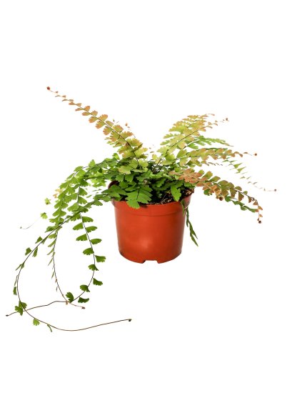 Adiantum caudatum V20cm