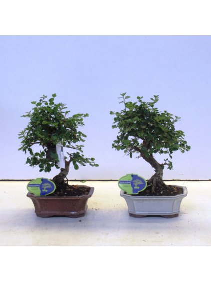 Cotoneaster horizontalis V35cm