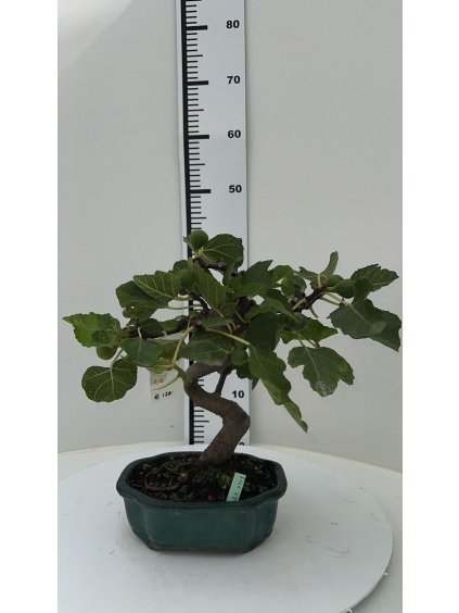 Ficus carica V40cm