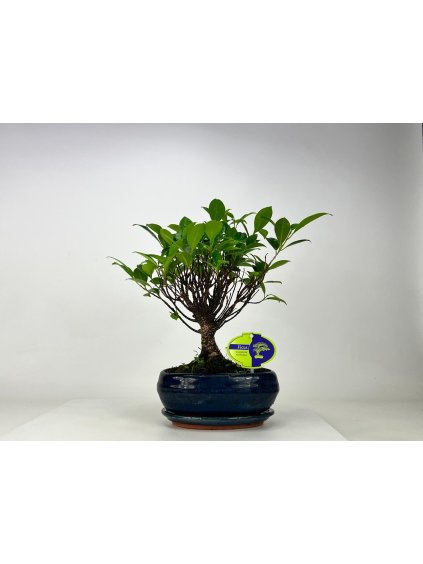 Ficus retusa V30cm