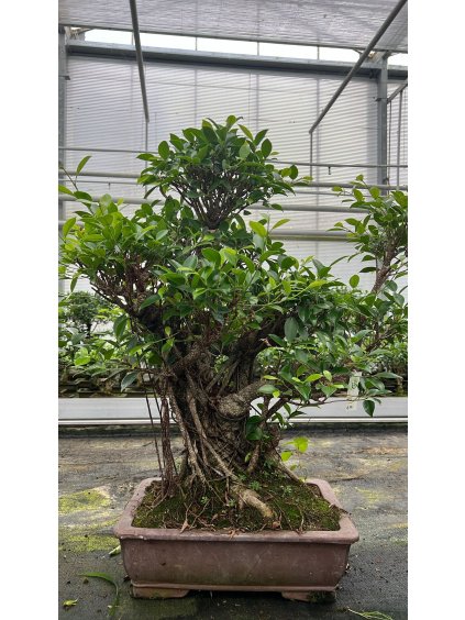 Ficus retusa V75cm