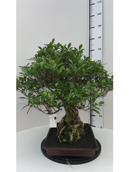 Ficus retusa V70cm