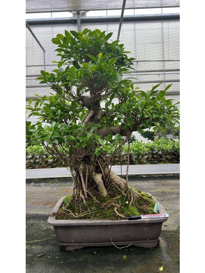Ficus retusa V80cm