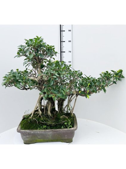 Ficus retusa V80cm