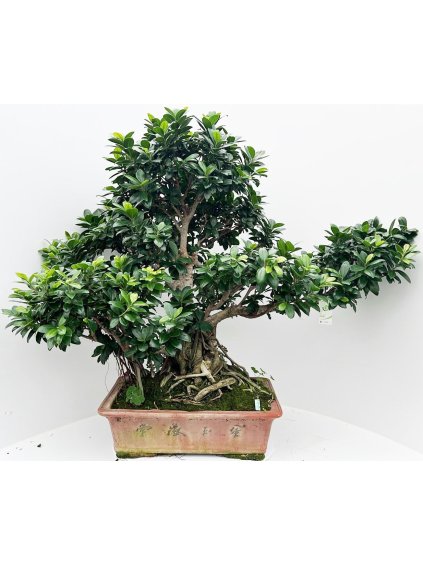 Ficus retusa V105cm