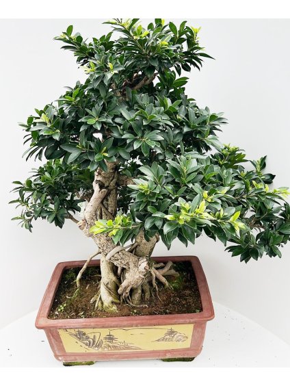 Ficus retusa V115cm