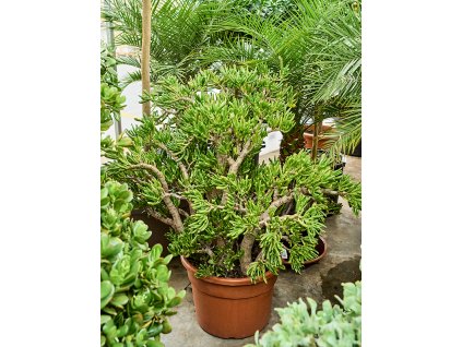 Crassula ovata 'Hobbit' V110cm