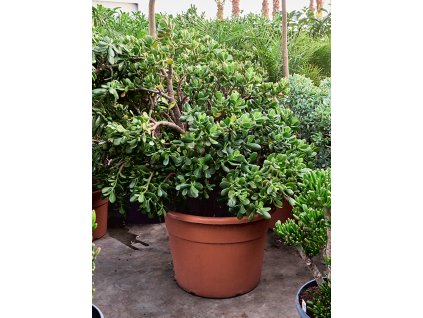 Crassula ovata V120cm