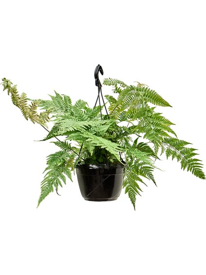 Dryopteris erythrosora V40cm