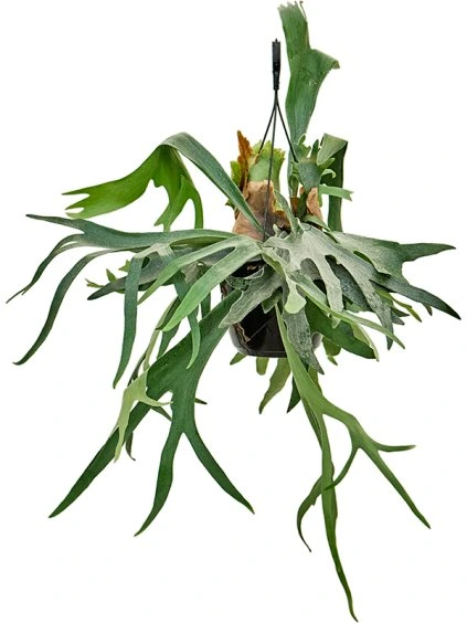 Platycerium bifurcatum V70cm