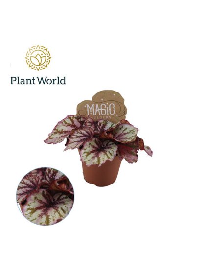 Begonia Lambada V20cm