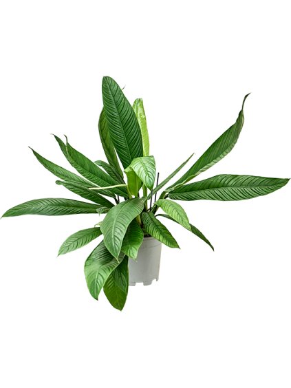 Philodendron 'Campii' V50cm