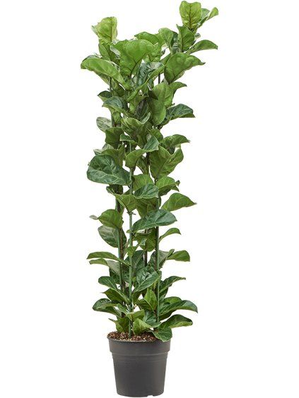 Ficus lyrata 'Bambino' R30cm V160cm