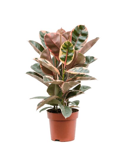 Ficus elastica Belize