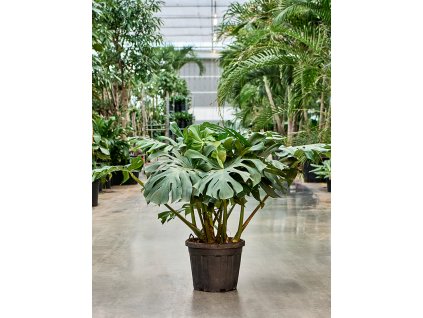 Monstera deliciosa V100cm