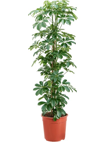 Schefflera arboricola 'Compacta' V110cm