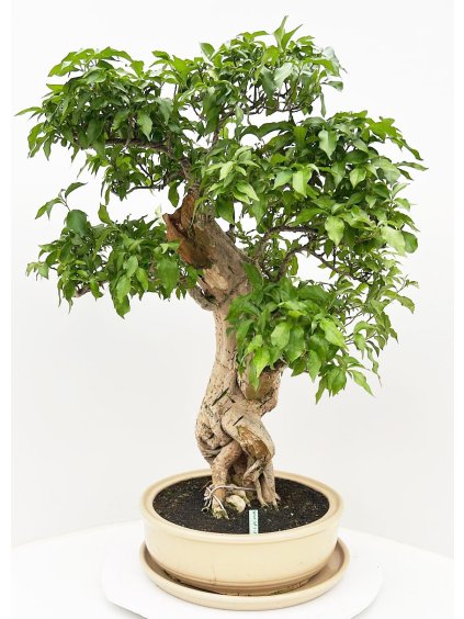 Bougainvillea spectabilis V95cm