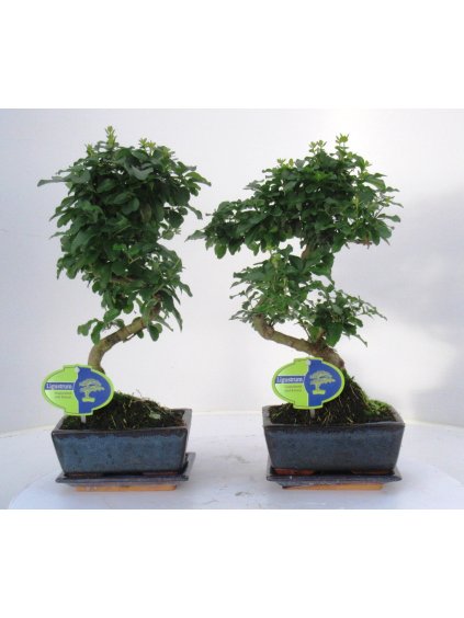 Ligustrum sinense Bonsai V35cm