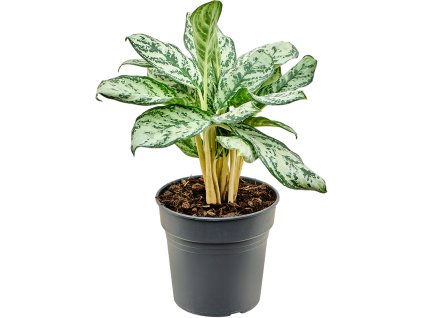 Aglaonema 'Patricia' V40cm