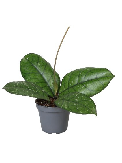 Hoya callistophylla 'Sabah'D