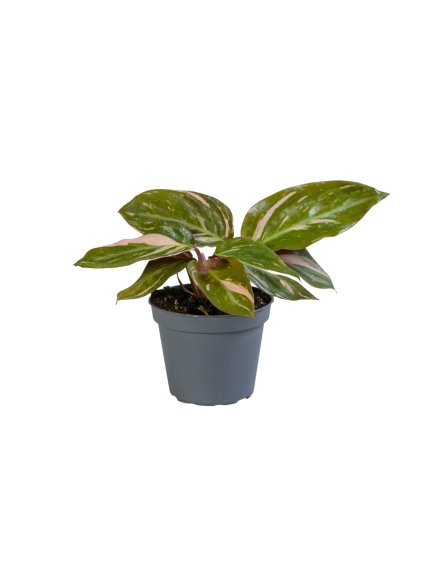 Stromanthe sanguinea 'Magicstar' V15cm