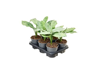 Aglaonema 'Grey' 6/tray V40cm
