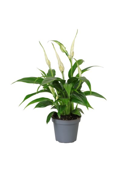 Spathiphyllum 'Tanni' V15cm