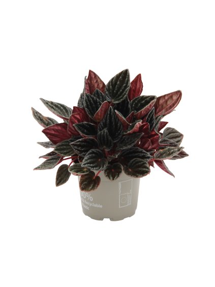 Peperomia caperata 'Montevideo' V20cm
