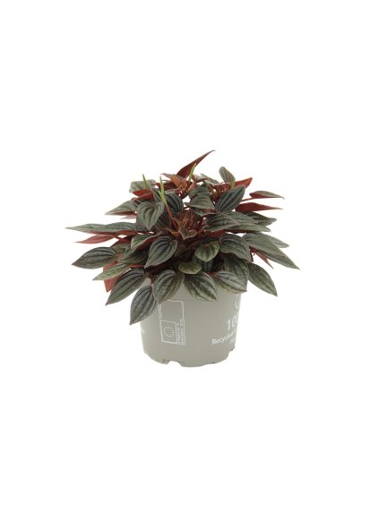 Peperomia caperata 'Lima' V25cm