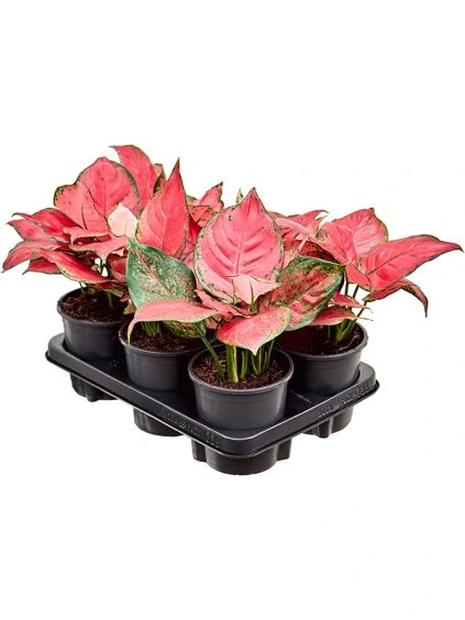Aglaonema 'Red Star' 6/tray V30cm