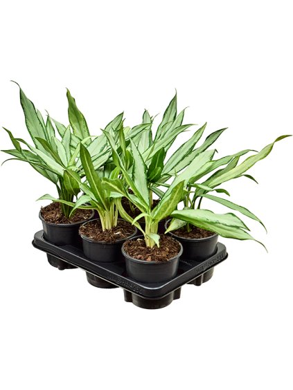 Aglaonema 'White Lance' 6/tray V40cm