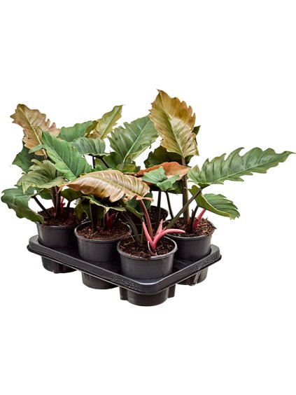 Philodendron 'Caramel' 6/tray V40cm