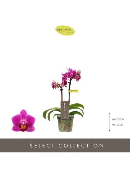 Phalaenopsis Multiflora Optifriend Fay V25cm
