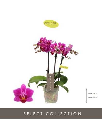 Phalaenopsis Multiflora Optifriend Fay V25cm