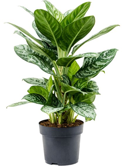 Aglaonema 'Amazon Silver' V55cm