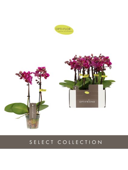 Phalaenopsis Multiflora Optifriend Emma V25cm