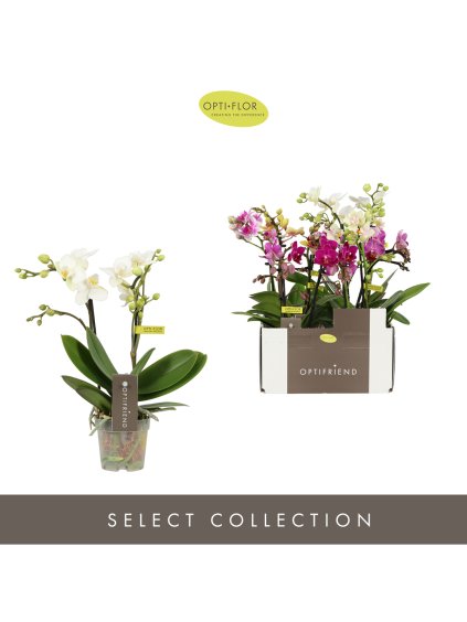 Phalaenopsis Multiflora Mix V25cm